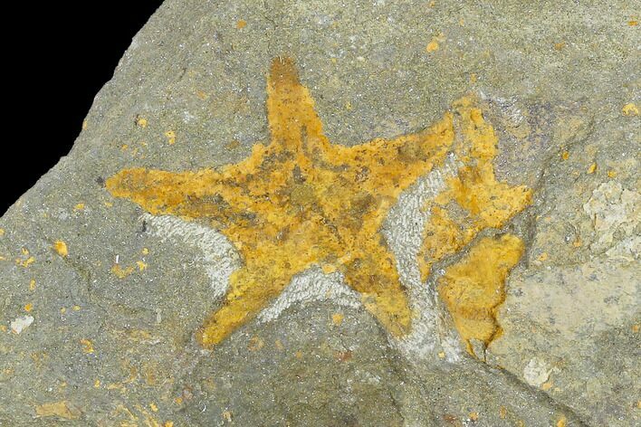 Ordovician Starfish (Petraster?) Fossil - Morocco #118062